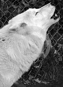 Howling Arctic Wolf or Polar White Wolf photo