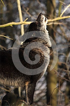 Howling black wolf male. A north american wolf Canis lupus staying in the forest.