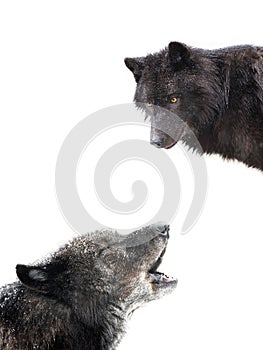 Howling canadian black wolf isolated on white