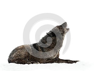 Howling canadian wolf during snowfall isolated on white background