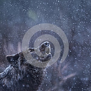Howling canadian wolf in winter against background of snowing