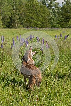 Howling Coyote Canis latrans Lifts Head Over Shoulder