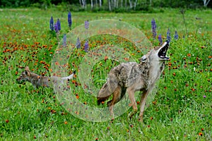 Howling Coyote in a field of wildflowers.