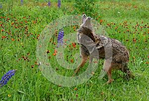 Howling Coyote in a field of wildflowers.