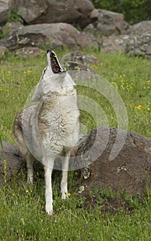 Howling Coyote on spring day