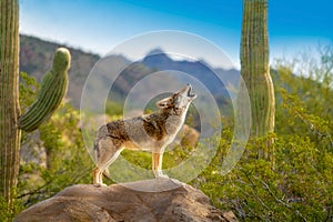 Howling Coyote standing on Rock with Saguaro Cacti