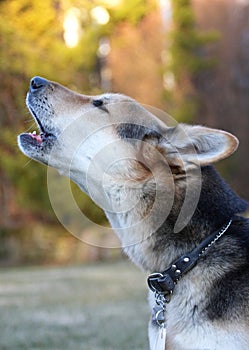 Howling dog photo