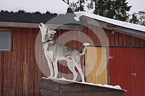 Howling dog