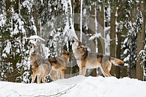 Howling European wolves Canis lupus lupus in a snow-covered winter forest