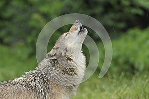 Howling Gray Wolf