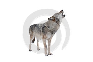 Howling gray wolf isolated on white photo