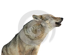Howling gray wolf, isolated on white background