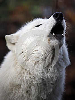 Howling Hudson Bay wolf