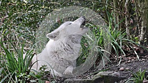 Howling Hudson Bay wolf (Canis lupus hudsonicus)