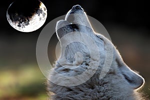 Howling Hudson Bay Wolf