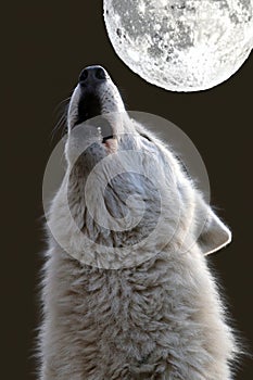 Howling Hudson Bay Wolf