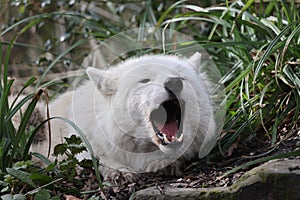 Howling Hudson Bay wolf (Canis lupus hudsonicus)