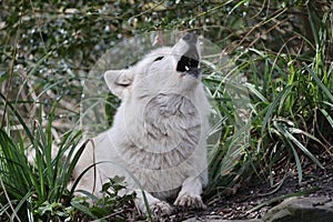 Howling Hudson Bay wolf (Canis lupus hudsonicus)