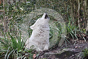 Howling Hudson Bay wolf (Canis lupus hudsonicus)