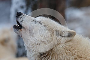 Howling Hudson Bay wolf Canis lupus hudsonicus