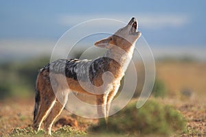 Howling Jackal photo