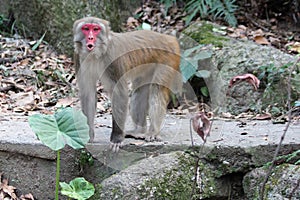 Howling Macaque