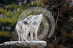 Howling Mexican gray wolves