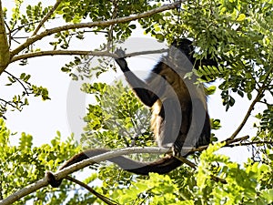 Howling Monkey, Alouatta palliata, feeds high in the branches of a tree. Costa Rica