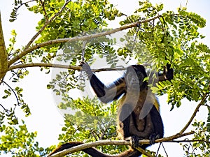 Howling Monkey, Alouatta palliata, feeds high in the branches of a tree. Costa Rica