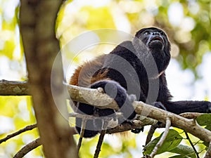 Howling Monkey, Alouatta palliata, sits high in the branches and observes the surroundings. Costa Rica