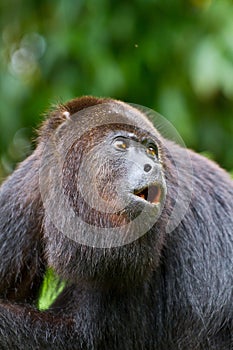 Howling monkey in Belize