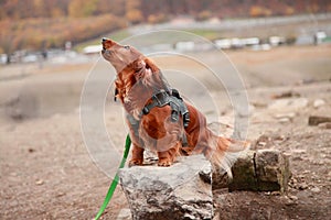 Howling red longhair dachshund sitting on a rock