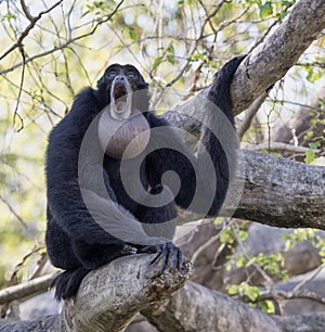 Howling Siamang in Tree