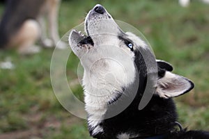 Howling Siberian husky