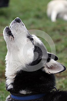 Howling Siberian husky