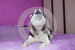 Howling siberian husky lying on bed