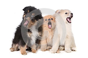 Howling Singing Pomeranian Puppies on White Background