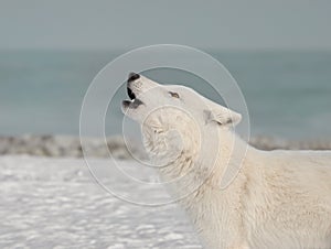 howling white polar wolf on the background of lake