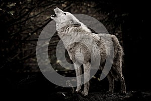 Howling white wolf in the dark