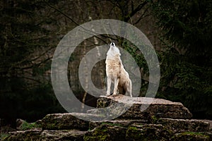 Howling of white wolf in the forest