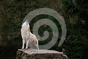 Howling of white wolf in the forest