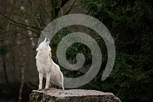 Howling of white wolf in the forest