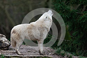 Howling of white wolf in the forest