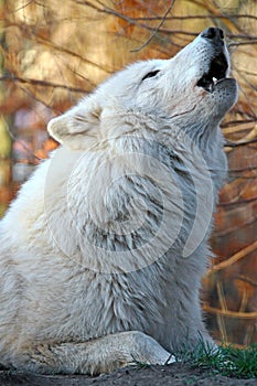 Howling white wolf