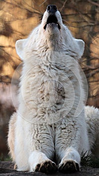 Howling white wolf