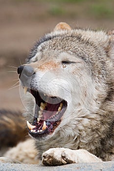 Howling Wolf photo