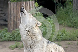 Howling wolf