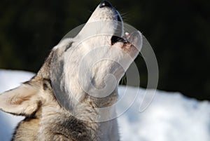 Howling Wolf