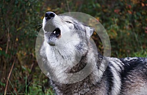 Howling Wolf (gray wolf)