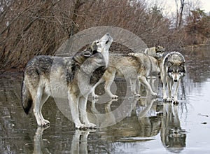 Howling Wolf with Pack